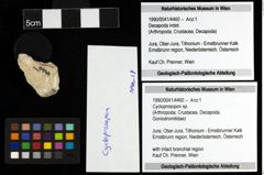 Foto (Objekt + Etiketten) von Cycloprosopon sp. 